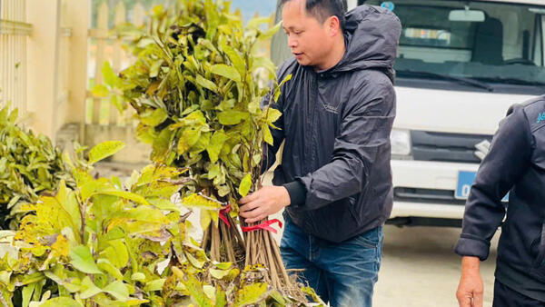 BẰNG MẠC CẤP PHÁT HƠN 41 NGHÌN CÂY NA GIỐNG CHO NHÂN DÂN PHÁT TRIỂN KINH TẾ